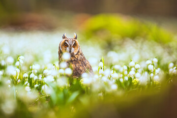 long-eared owl (Asio otus) sitting on a forest pallet full of snowbells