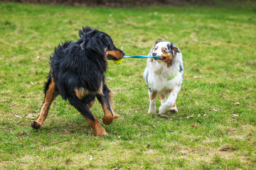 black and gold Hovie dog hovawart tugging on a toy with an Australian Shepherd dog