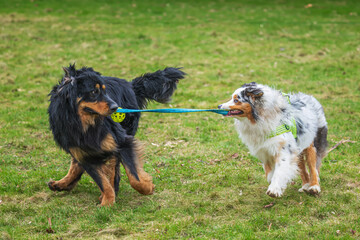 black and gold Hovie dog hovawart they look like they're fighting is playing with an Australian Shepherd Dog
