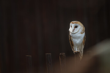 barn owl (Tyto alba) sitting on the fence at shadow