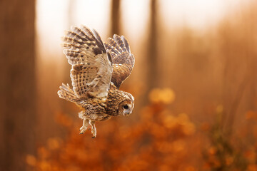 tawny owl (Strix aluco) flying in the colourful forest