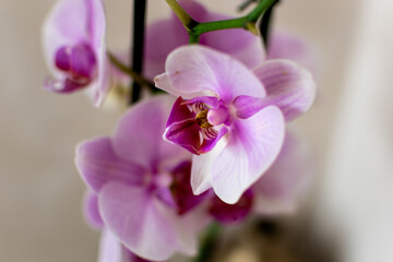 Naklejka na ściany i meble Pink orchid flower indoor, phalaenopsis