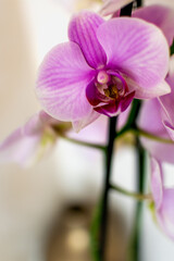 Pink orchid flower indoor, phalaenopsis