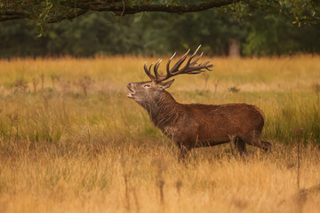Richmond park, the red deer (Cervus elaphus) in the ferns during the rut