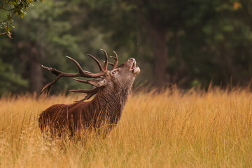 Richmond park, the red deer (Cervus elaphus) in the ferns during the rut in detail
