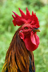 The head of a mighty rooster