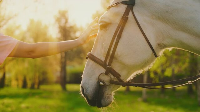 happy person owner with horse. nature sun rays light flare sky green grass tree. body part woman hand arm touching stroking fur white horse head muzzle with love affection care stallion animal pet. 4k