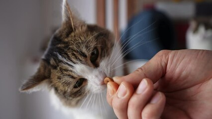 Closeup face of funny cute cat eating food from hand of owner at home. Close-up hand of man teasing giving food to cat in cozy cat cafe. Feeding pet concept. Shooting in slow motion.