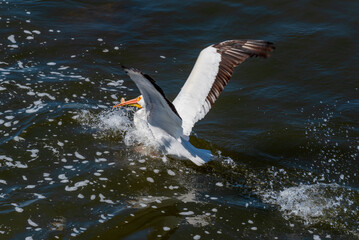 Close-up Of American White Pelican On The Rocks At The Fox River Rapids In De Pere, Wisconsin, During Spring Migration