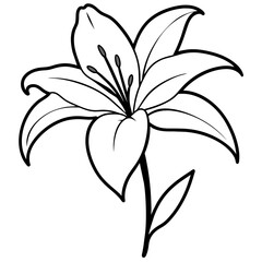 illustration of lily flower