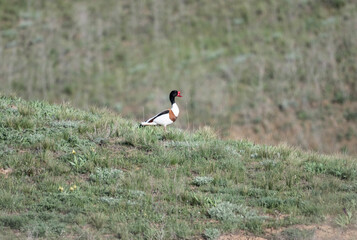 a beautiful shelduck bird creates a family on a spring day in Kalmykia