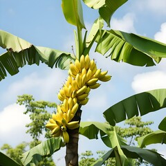 ''banana tree and sky.''