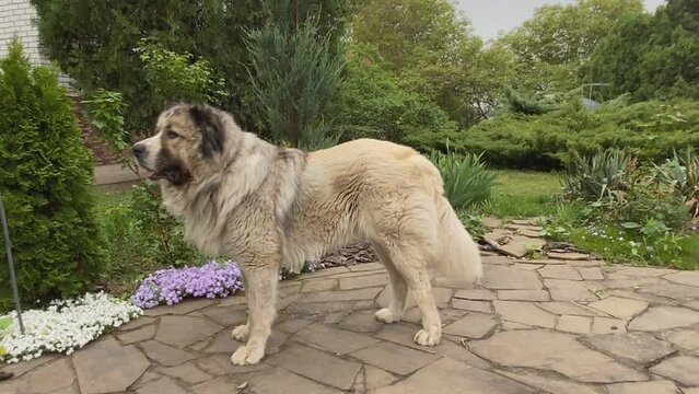 adorable white-black Adult Caucasian Shepherd dog in the buetiful private garden