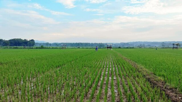 From a distance, a farmer is spreading fertilizer in a rice field in the morning