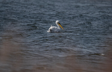 pink pelicans on a lake in a large colony on a spring day in Kalmykia