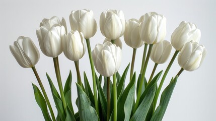 White Tulips in a Vase