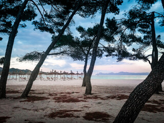 Port de Alcudia, Mallorca, Balearic Islands, Spain.  Sunset at beautiful sandy beach, pine tree forest, Mediterranean sea. 