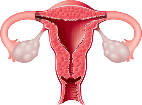 Female Reproductive System