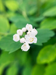 White spring flowers on the background of green leaves