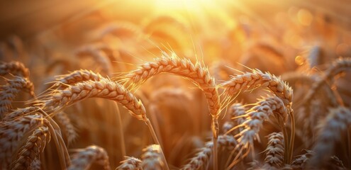 Naklejka premium Wheat Field With Sun in Background