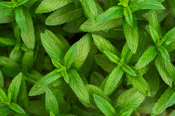 Fresh mint leaves in the garden, top view. Natural background.