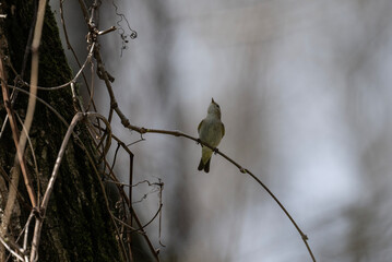 warbler bird in natural conditions on a branch in the forest on a spring day