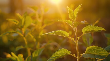 Obraz premium Young Plant Growing Under Sunlight with bokeh background