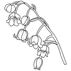 A series of isolated flower in cute hand drawn style. Lily of the valley branch in black outline and white plain on transparent background. Floral elements for coloring book or fragrance. Volume 1.