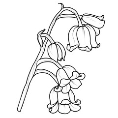 A series of isolated flower in cute hand drawn style. Lily of the valley branch in black outline and white plain on transparent background. Floral elements for coloring book or fragrance. Volume 3.