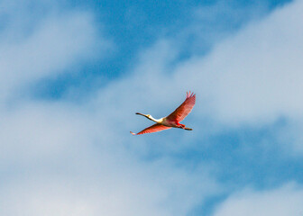 Roseate Spoonbill flying over James B Harrison-Long Point