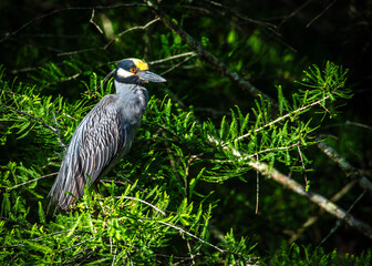 Yellow-crowned Night Heron at the James B Harrison Foundation Sprong Bird Count
