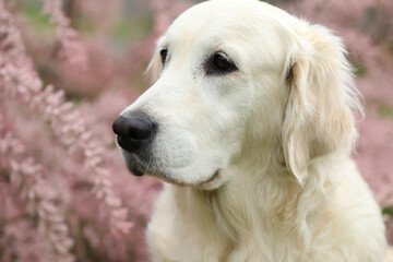 Portrait of beautiful golden retriever dog in the garden. outdoor lifestyle