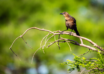 A Grackle out on a limb