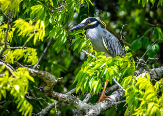 Yellow-crowned Night Heron trying to hide in the leaves over Clear Creek in Pearland, Texas