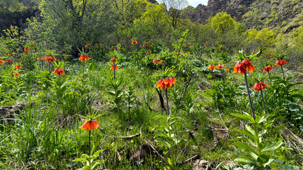 Crown Imperial Lily (Upside Down Tulips) reverse or inverted tulip Stock Photo