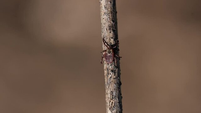 Tick crawls up a dry twig, a macro shot. Infectious insect with tick-borne encephalitis, borreliosis, typhoid fever, Tularemia, Ehrlichiosis, Hemorrhagic fever.