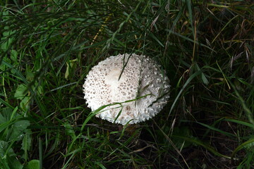 Big beautiful poisonous mushroom Amanita Vittadini in the park in the Czech Republic