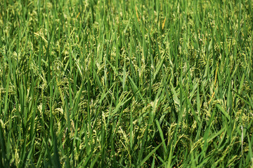 Ears of rice are grown organically, without pesticides, in the rice fields before harvesting.
