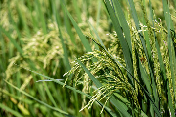 Close-up to thai paddy rice seeds in ear of paddy. Organic rice field agriculture.