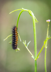 Salt Marsh Moth Caterpillar hanging on