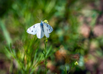 Checkered White on a flower in Pearland, Texas