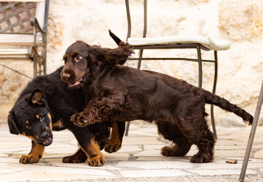 Beauceron Bas rouge