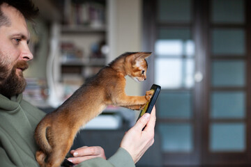 Lifestyle photo of little abyssinian ruddy kitten playing with smartphone. Man working at home with...