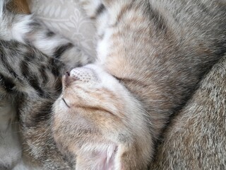 close up of a cat sleeping