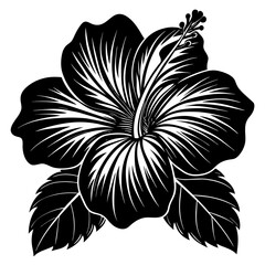 black and white flowers hibiscus