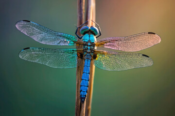 Macro photo of a magical blue dragonfly with holographic wings, close-up, top view. - Powered by Adobe