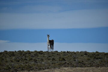 Obraz premium Guanaco