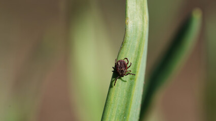 Close-up of tick on green blade of grass crawling down. Blood-sucking insect, tick-borne...