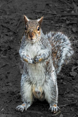 squirrel in the park