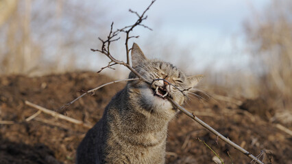 Cat is diligently gnawing branch while walking in the garden. Pet is playing with fruit trees.